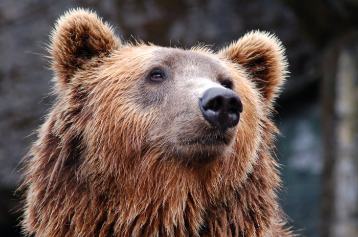 End of Bear Market Indicates Bitcoin Resurgence