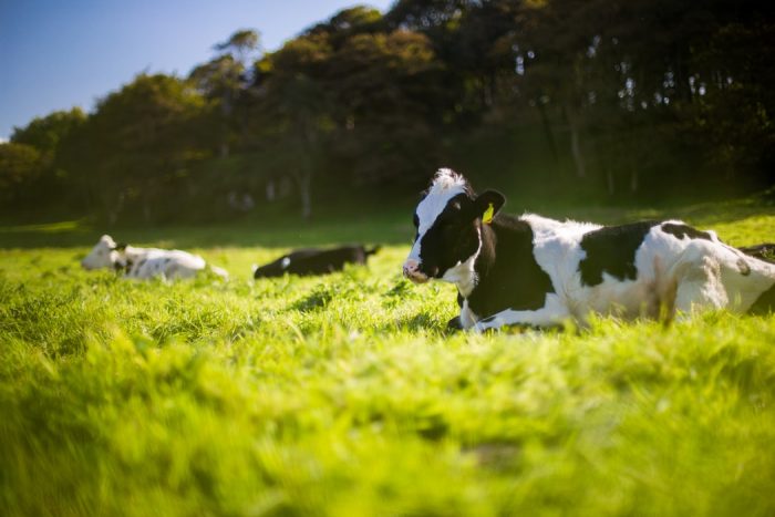 here's why you need to stop eating meat
