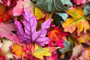 Reasons to Fall in Love with Autumn