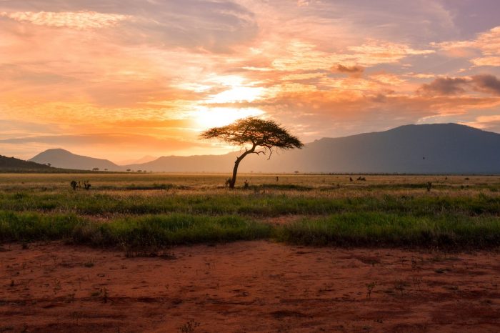 A Third of African Tropical Plants at Risk of Extinction