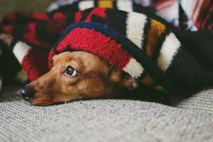 The Most Common Dog Phobias and How to Cope With Them