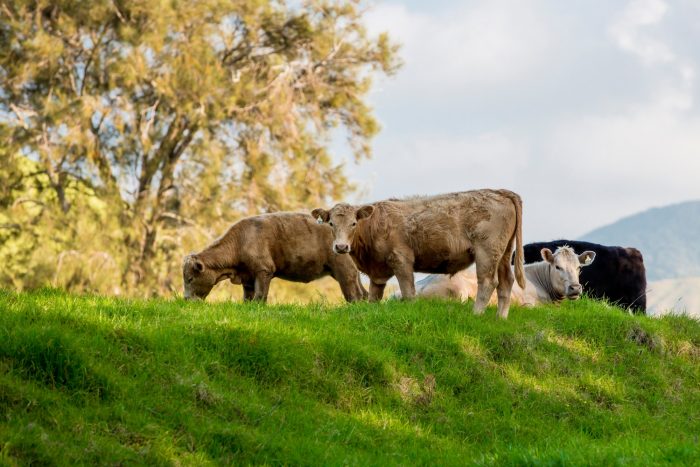 grass fed beef
